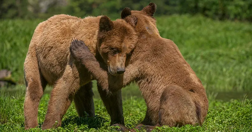 La Colombie-Britannique met définitivement fin à la chasse au grizzli