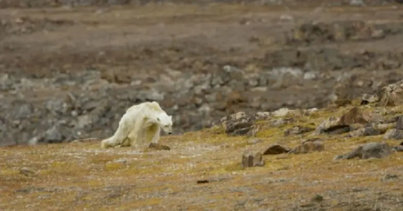 Vidéo : cet ours polaire à l’agonie est devenu le symbole du réchauffement climatique