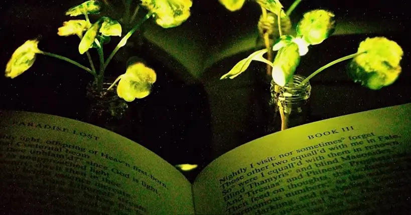 Des ingénieurs du MIT ont créé des plantes lumineuses