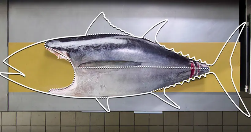 Vidéo : la découpe précise d’un thon par un poissonnier japonais