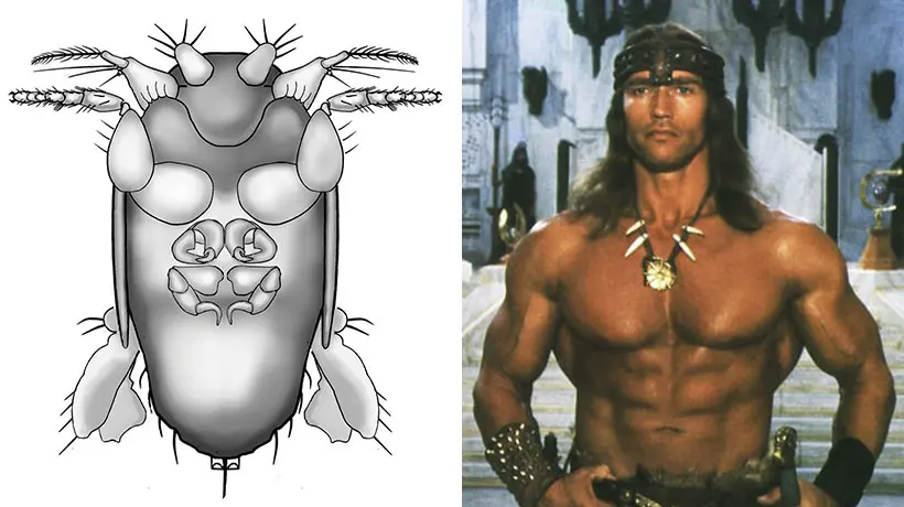 Une mouche super musclée baptisée “Arnoldi” en hommage à Schwarzenegger