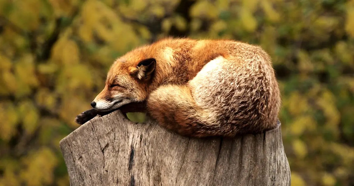 L’interdiction de la chasse aux renards est maintenue au Royaume-Uni