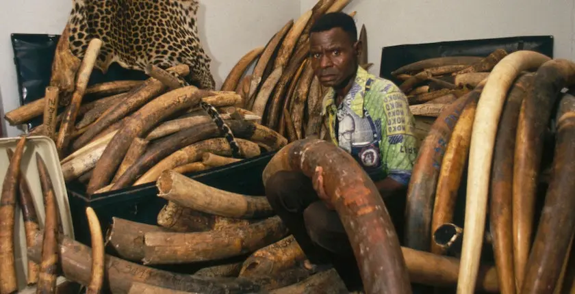Le Gabon vient de démanteler un énorme trafic d’ivoire, connecté à Boko Haram