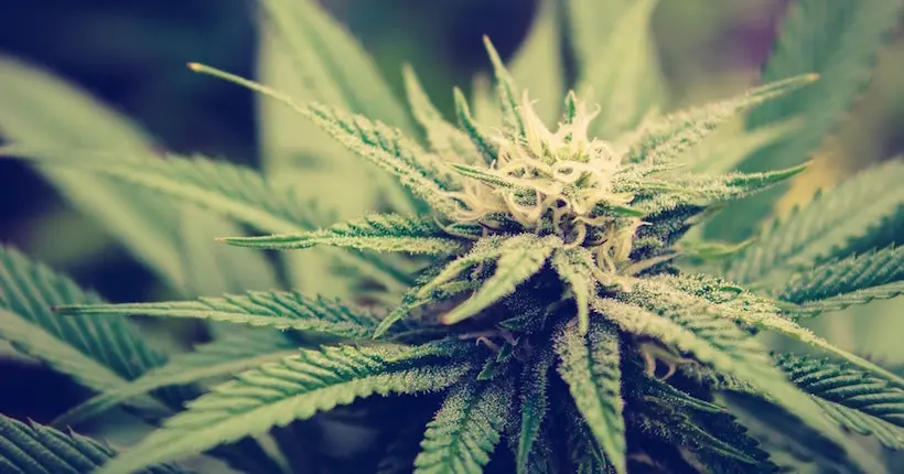 La Grèce va bientôt légaliser le cannabis thérapeutique