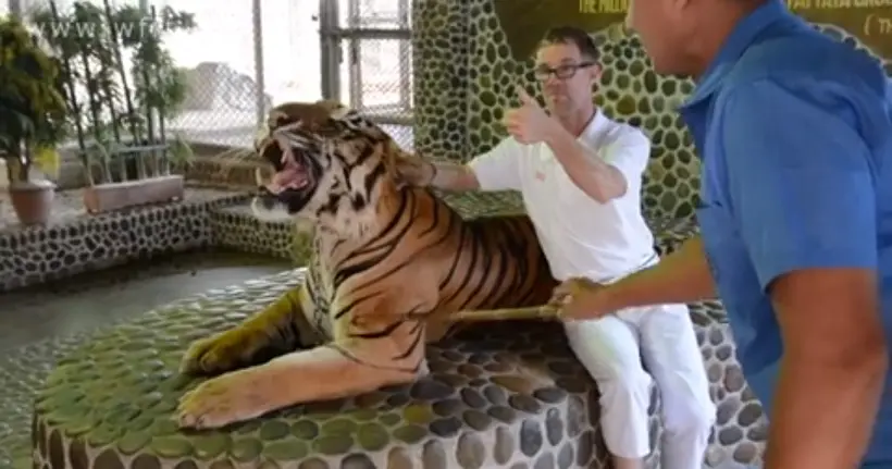 En Thaïlande, la vidéo d’un “tigre à selfies” complètement soumis ne passe pas