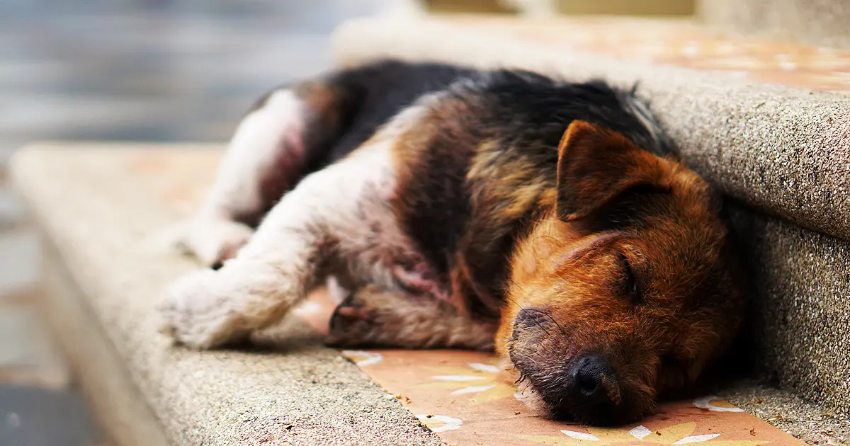 En Russie, des milliers de chiens des rues tués avant la Coupe du monde