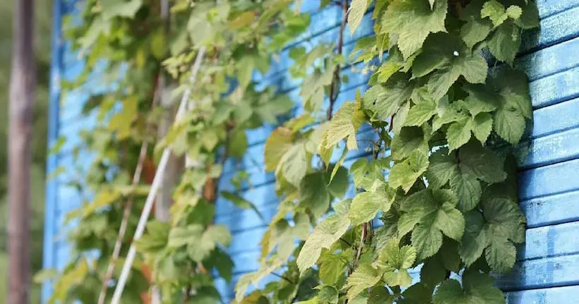 Des murs de houblon vont être installés à Paris au printemps