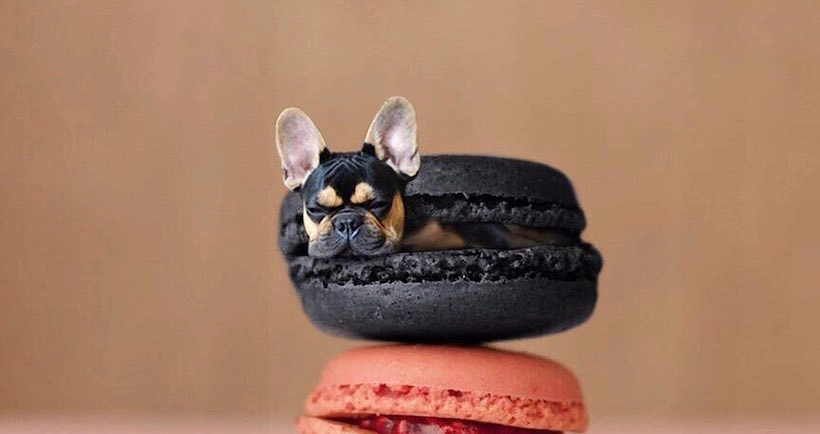 Dogs In Food, ou l’art d’allier notre amour des chiens à notre passion pour la nourriture