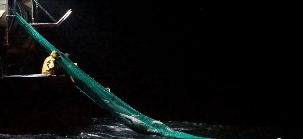 Chaque année entre janvier et mars, jusqu’à 10 000 dauphins sont tués sur les côtes françaises