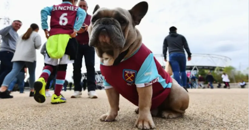 Pour fêter le nouvel an chinois, des Anglais postent des photos de leur chien habillé aux couleurs de leur club