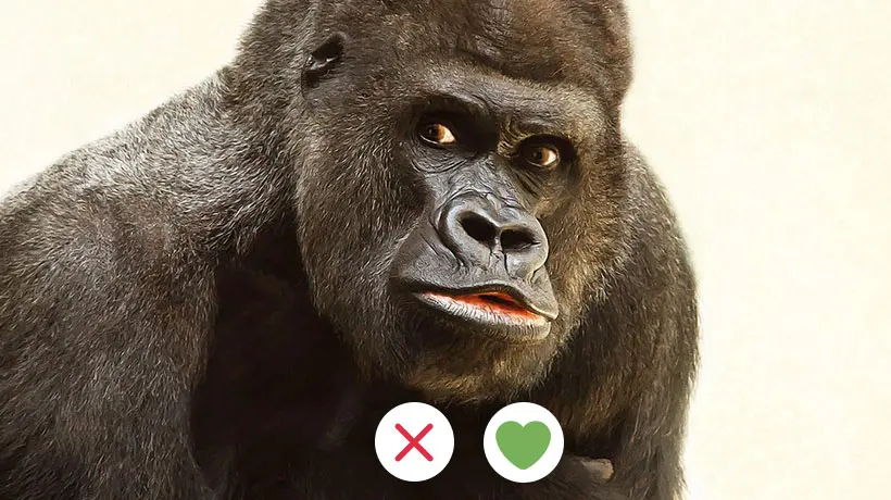 Quand les gorilles s’acoquinent grâce à un algorithme de rencontre