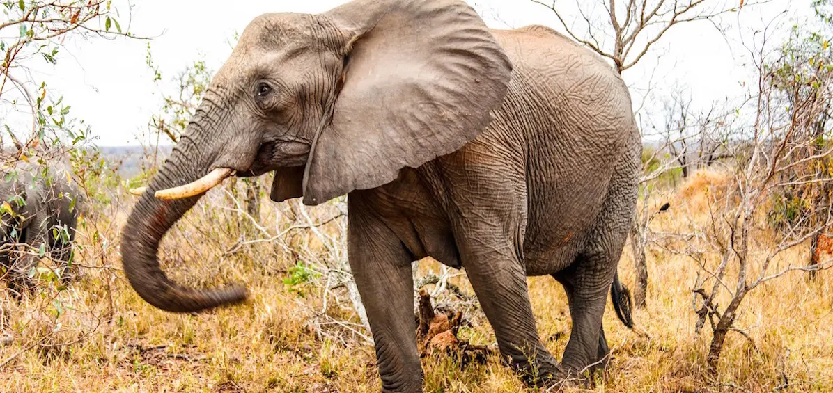 Victoire ! Hong Kong interdit la vente d’ivoire pour sauver les éléphants