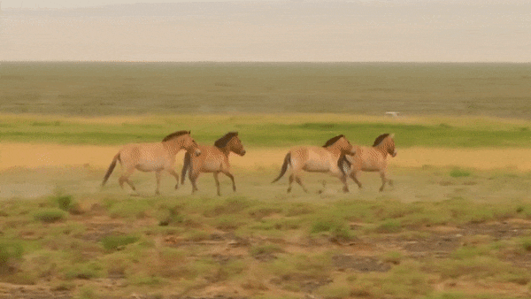 Vidéo : la déception est énorme, il n’y aurait plus de chevaux sauvages sur la planète