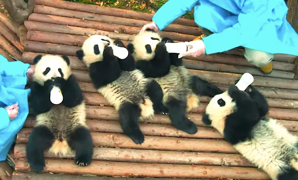Trailer : Pandas fera fondre tous les cœurs (même les moins sensibles)