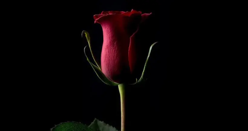 La photo d’une rose devient le cliché le plus cher vendu en cryptomonnaie