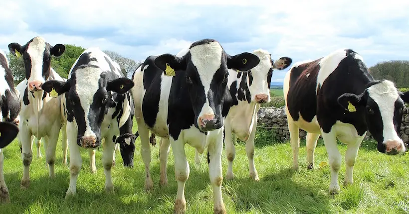 Un éleveur appelle ses vaches avec des noms de joueurs de l’OM