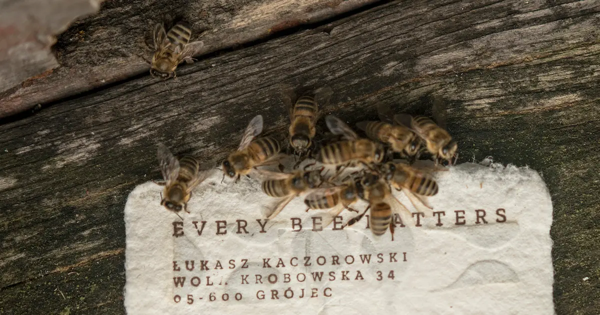 Ce nouveau papier biodégradable est aussi une boisson énergisante pour les abeilles