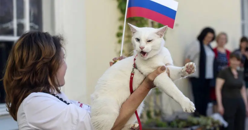 Achille, un chat blanc et sourd, sera le pronostiqueur de la Coupe du Monde de la FIFA™️