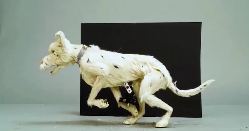 Vidéo : les coulisses du nouveau film de Wes Anderson, L’Île aux chiens