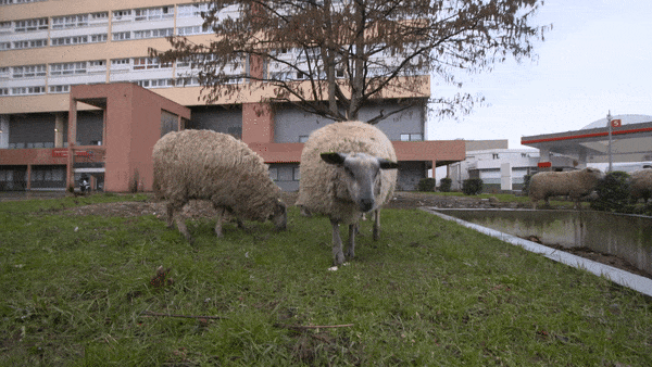 Des moutons dans le bendo