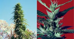 Trente années de culture du cannabis documentées par Mel Frank
