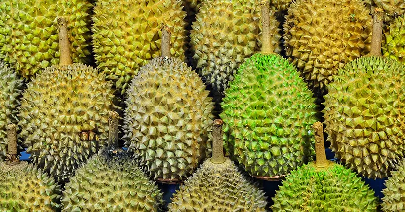 Quand l’odeur dévastatrice d’un durian oblige l’évacuation d’une bibliothèque à Melbourne