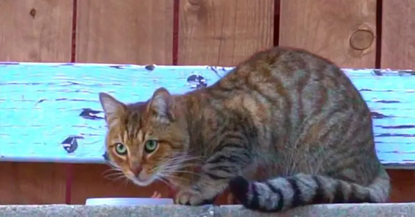 Pour son nouveau clip, Mac DeMarco a filmé le chat qui vit derrière son garage