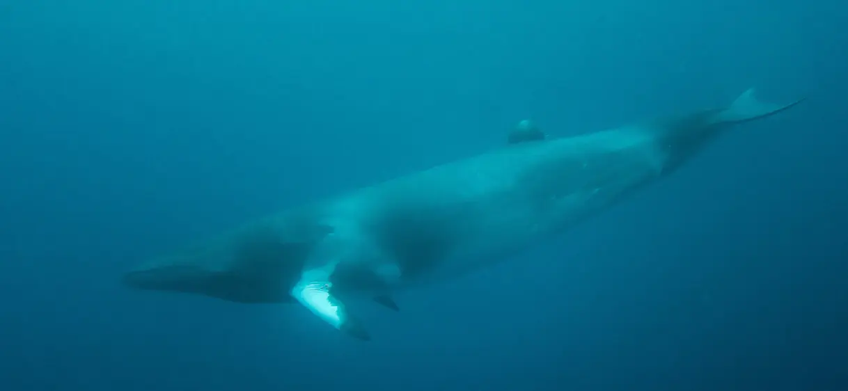 122 baleines en gestation ont été massacrées par des pêcheurs japonais