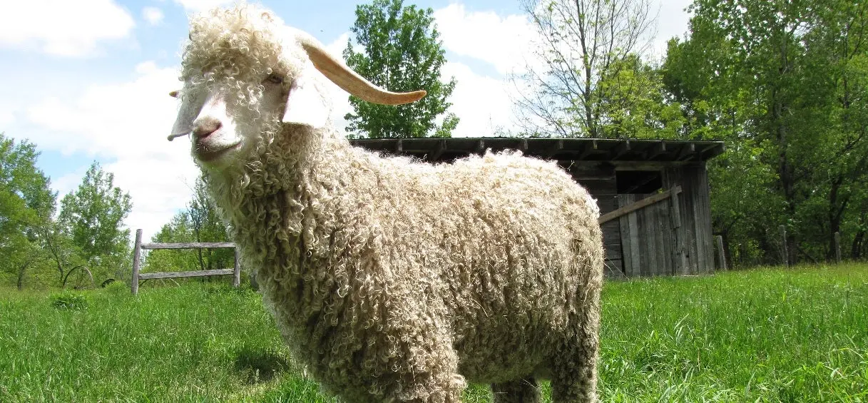 Zara, H&M, Topshop… et d’autres s’engagent à ne plus utiliser de mohair pour protéger les chèvres
