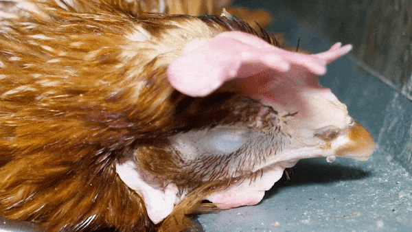 Vidéo : l’association L214 dévoile l’enfer des poules en cage dans une nouvelle vidéo choc