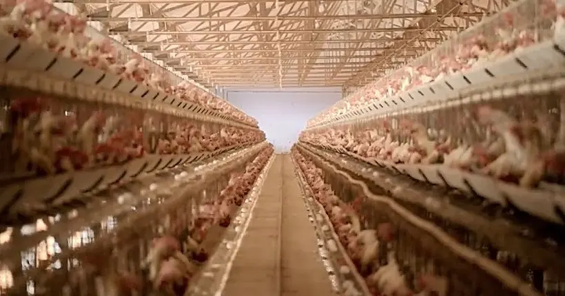Eating Animals, le documentaire coup de poing de Natalie Portman sur l’industrie alimentaire