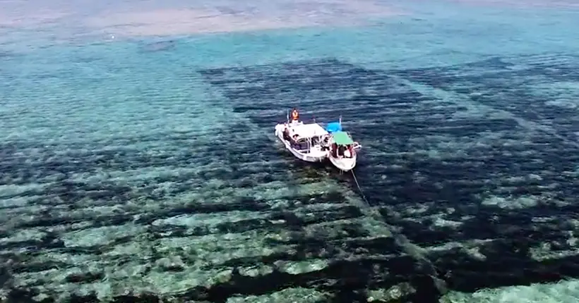 Vidéo : l’incroyable récolte des algues mozuku à l’aspirateur géant