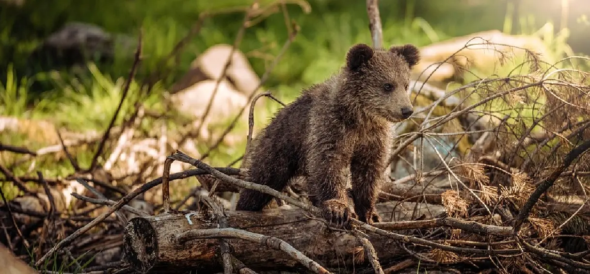 Donald Trump veut réautoriser les donuts et le bacon pour chasser les ours en Alaska