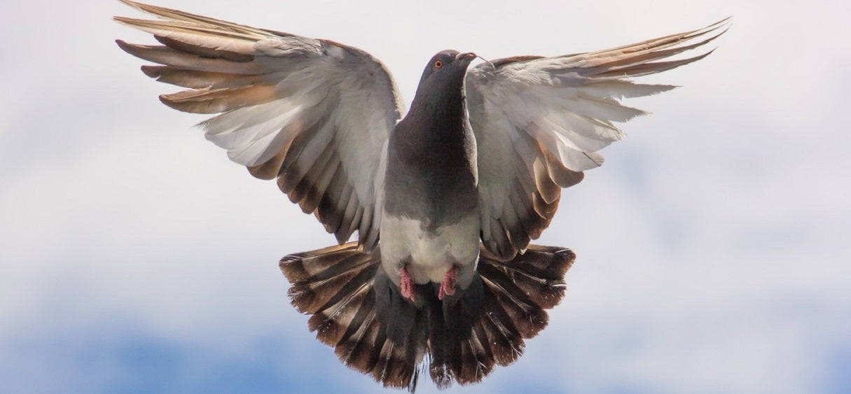 BirdCamera : Le concept du pigeon caméra qui vous espionne dans la