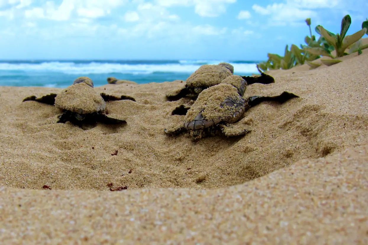 Pour sensibiliser à la cause des tortues, WWF s’essaie à la réalité virtuelle