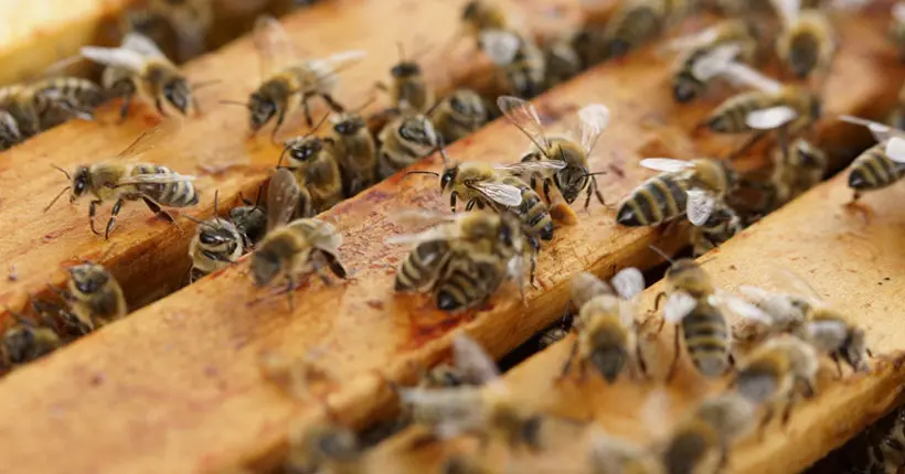 C’est prouvé : les abeilles peuvent comprendre le concept du zéro