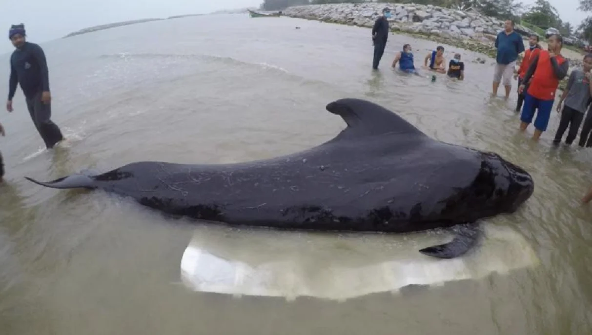 Thaïlande : une baleine-pilote meurt après avoir avalé 80 sacs en plastique