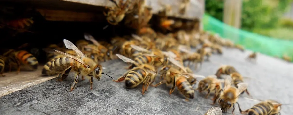 Des apiculteurs portent plainte contre Monsanto après avoir trouvé du glyphosate dans leur miel