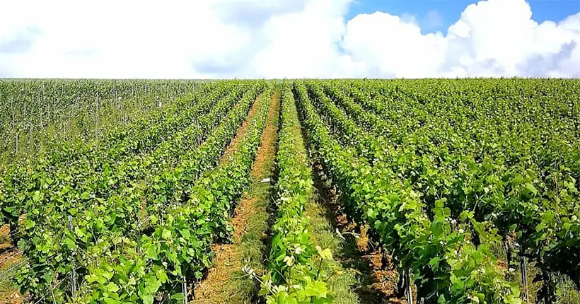 Même si les vignes ont souffert, la grêle et les orages n’auront pas raison de la production de champagne