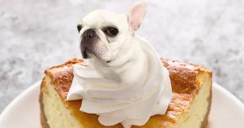 Le compte instagram Dogs In Food remet le couvert et c’est toujours aussi mignon