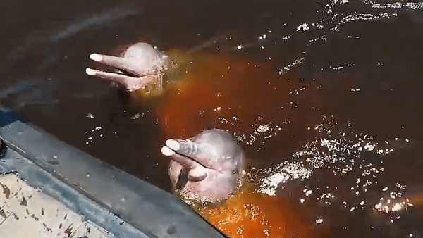 Vidéo : ces dauphins roses rarissimes terminent en appâts pour poissons-chats