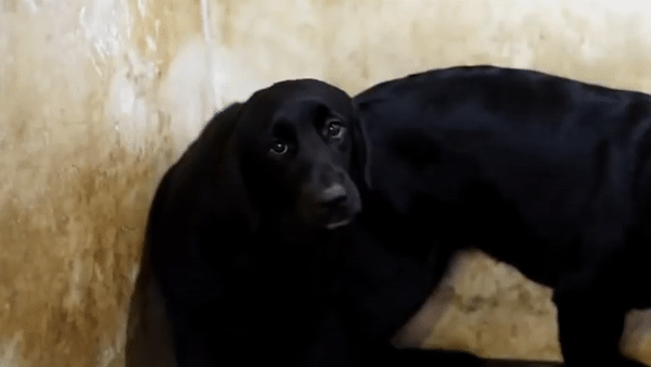 Vidéo : tous les ans, des milliers de chiens sont tués pour leur viande au Festival de Yulin, en Chine