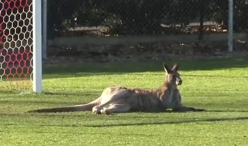 Vidéo : en Australie, un kangourou qui voulait jouer gardien a repoussé la seconde période d’un match