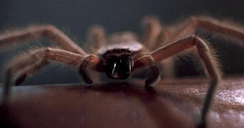 Arachnophobie va revenir au cinéma, par le réalisateur de Saw et de Conjuring