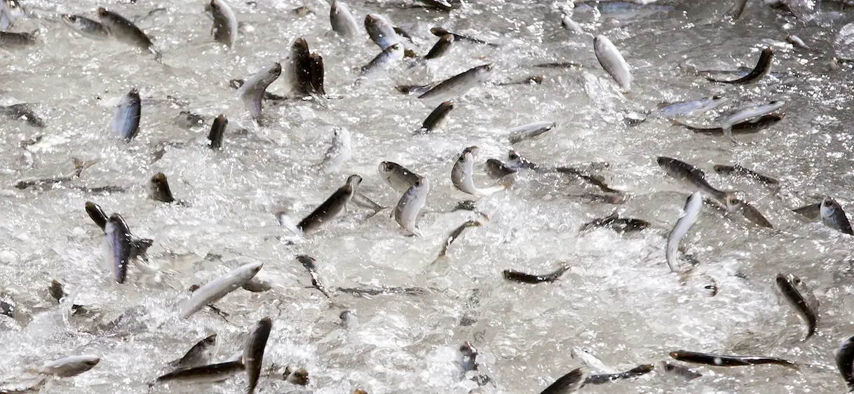 Chili : l’inquiétude d’une éventuelle crise environnementale suite à la fuite de 690 000 saumons traités aux antibiotiques