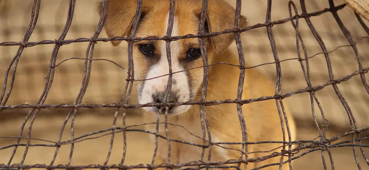 Fourrure, cirques, poules en cages… La Belgique fait la chasse à la maltraitance animale
