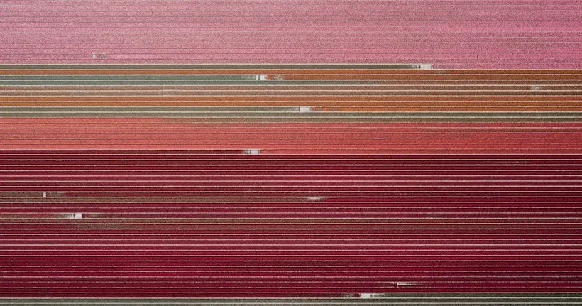 Quand des champs de tulipes ressemblent à des peintures abstraites