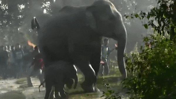 Vidéo : en Inde, le conflit entre les hommes et les éléphants fait des milliers de victimes