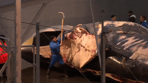 Vidéo : pour la première fois en deux ans, les baleines sont chassées en Islande