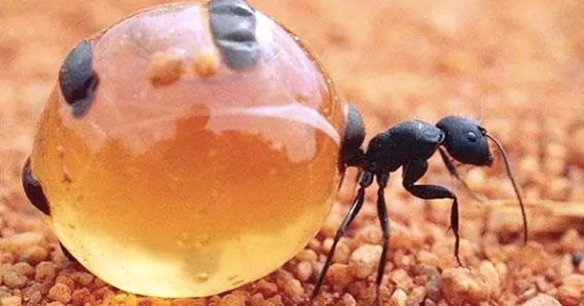 La fourmi pot-de-miel, nouvelle lubie du chef René Redzepi
